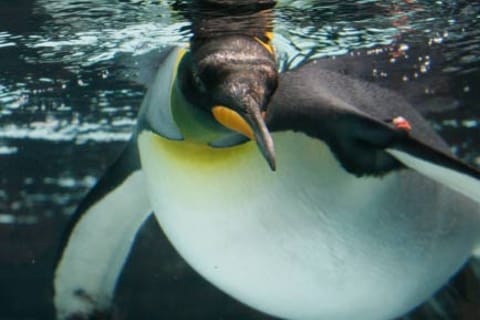 Melbourne: SEA LIFE Aquarium Entrance Ticket
