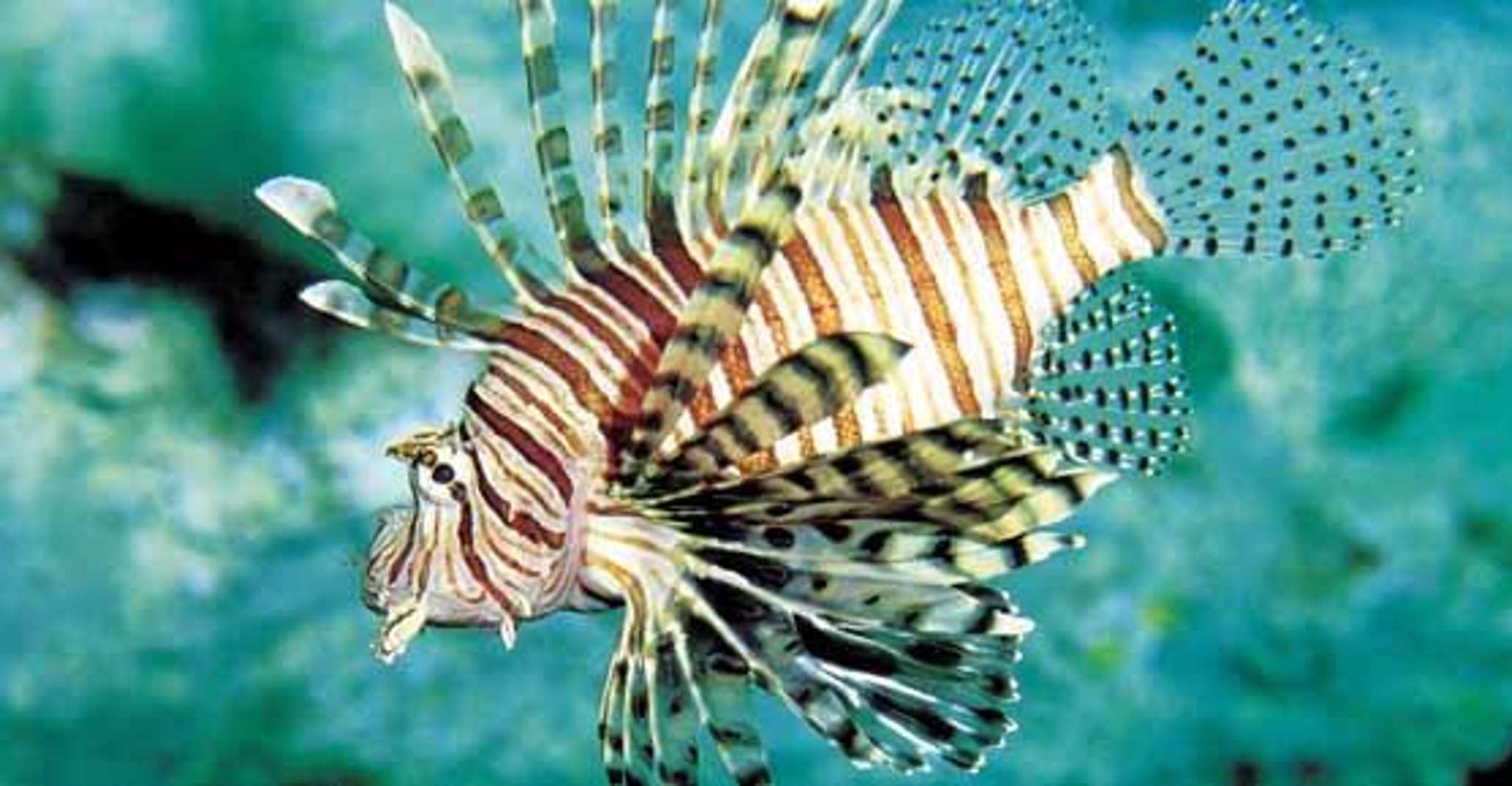 Melbourne: SEA LIFE Aquarium Entrance Ticket photo 13