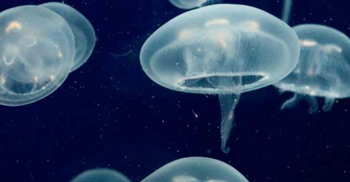 Melbourne: SEA LIFE Aquarium Entrance Ticket