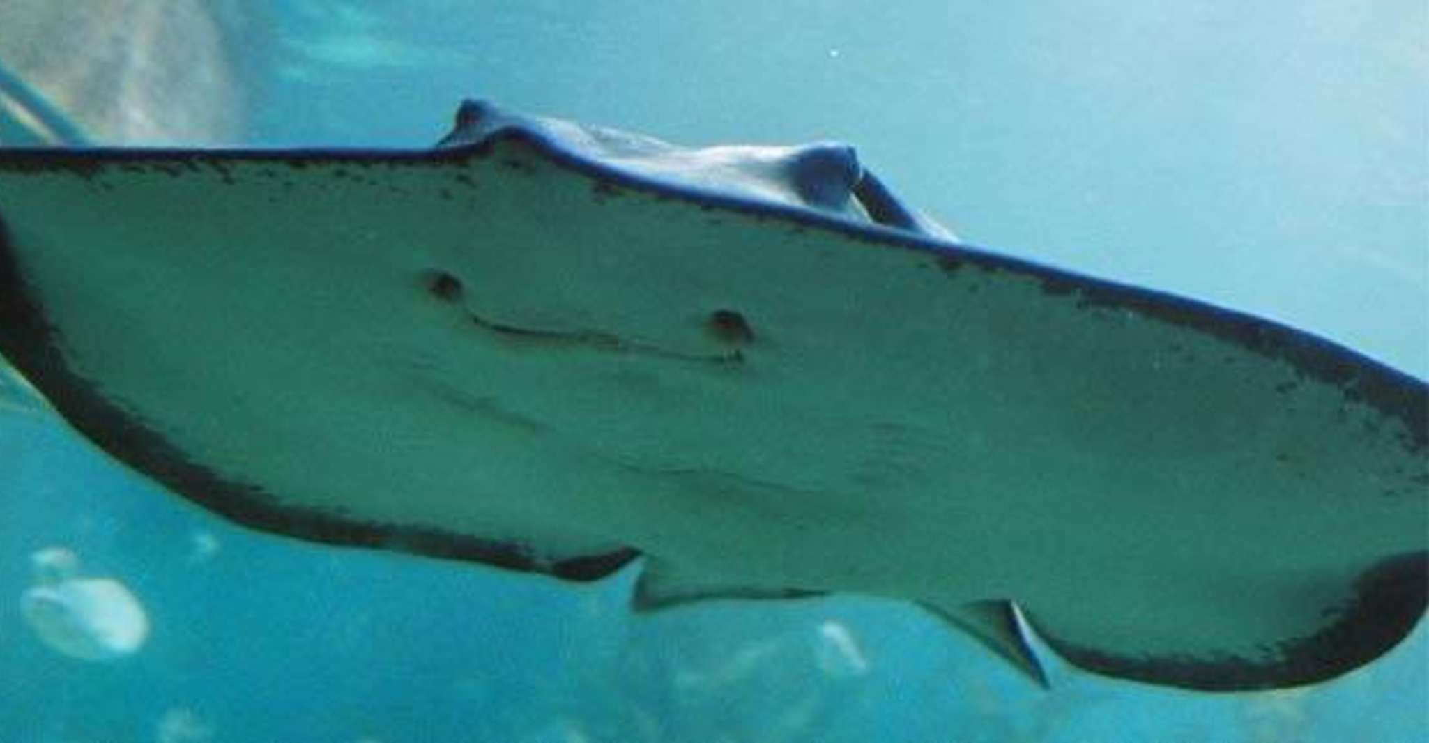 Melbourne: SEA LIFE Aquarium Entrance Ticket photo 15