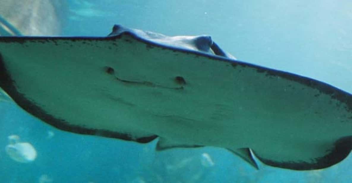 Melbourne: SEA LIFE Aquarium Entrance Ticket