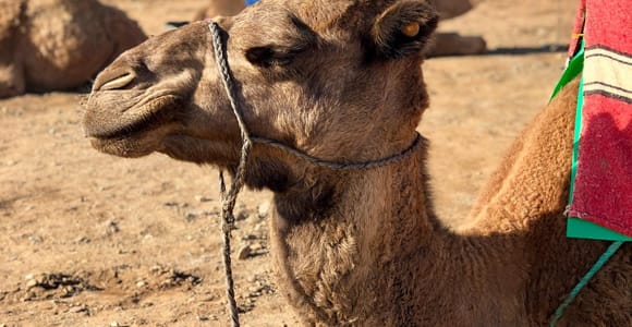 From Tangier: Asilah Tour with Tea Tasting & Camel Ride