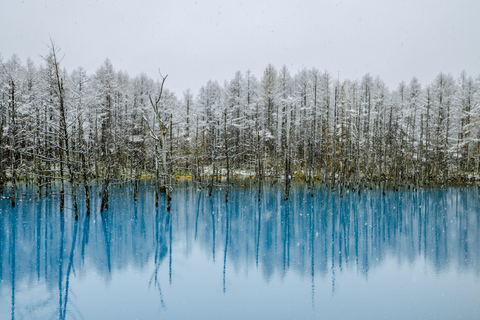 Sapporo: Hokkaido Biei Best 5 Photo Spots Day Tour Shared Tour, Meet at Odori Station