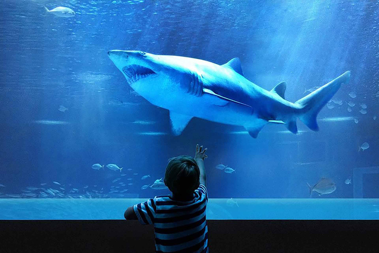 Découvrez AquaRio et le Boulevard Olympique : Vie marine et art