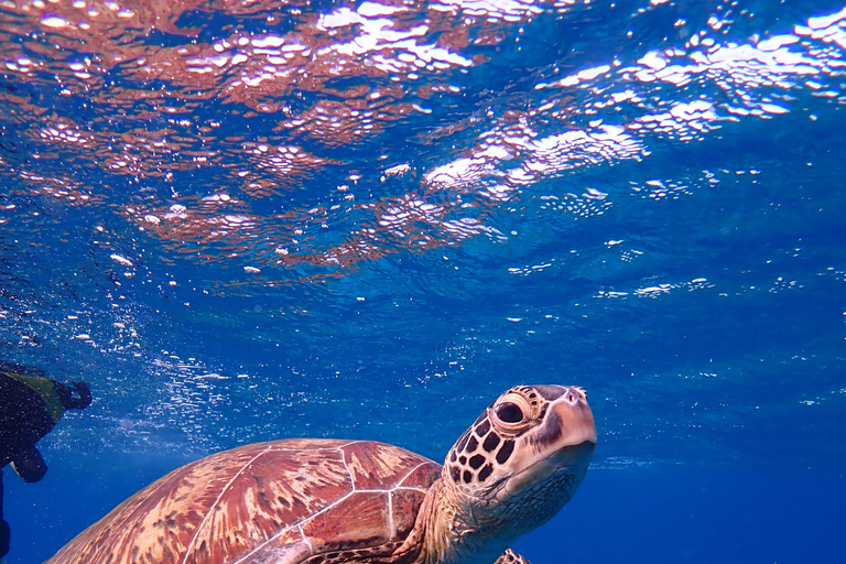 From Naha: Kerama Islands Snorkeling Boat Trip with Turtles