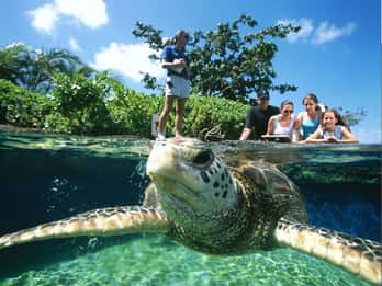 Tagesticket für das Maui Ocean Center Tagesticket für das Maui Ocean Center