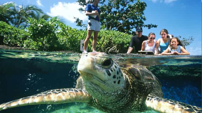 maui ocean center fullday entrance ticket