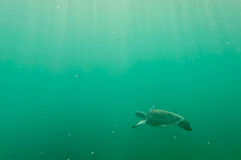 Ft Lauderdale: Combo Deal Snorkel Reefs, Kayak/SUP Mangroves