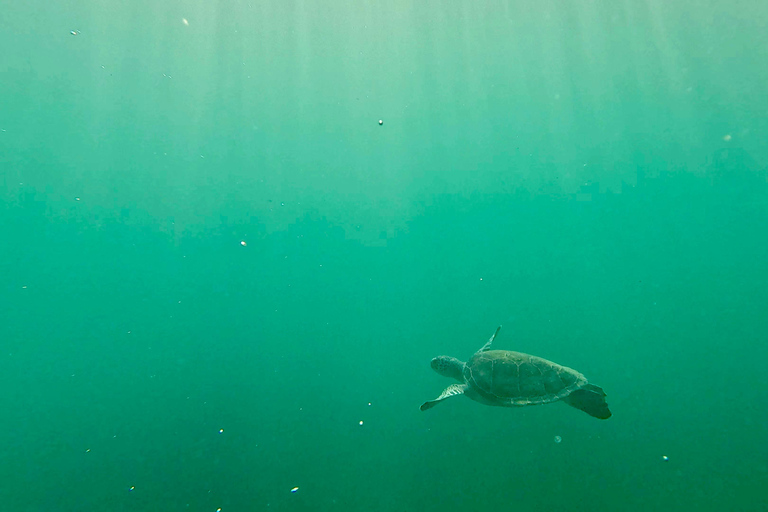 Ft Lauderdale: Combo Deal Snorkel Reefs, Kayak/SUP Mangroves