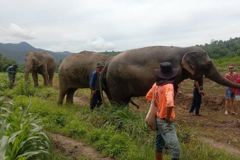 Chiang Mai : Sanctuaire d&#039;éléphants Les gardiens locaux de la tribu des collines