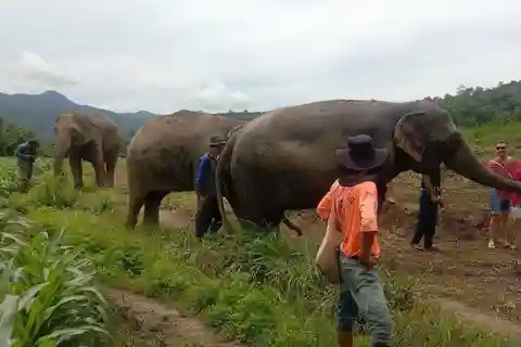 Chiang Mai: Elephant Sanctuary Local Hill Tribe Caretakers