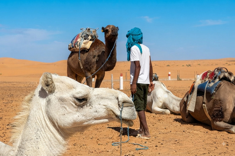 From Djerba: Ksar Ghilane, Tataouine, & Berber Day Trip