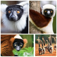 Découvrez Lemurs de Madagascar - Hizvo