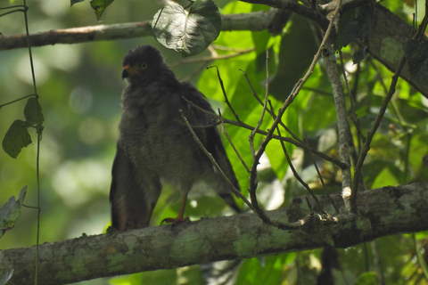 Journée d'observation des oiseaux dans la jungle amazonienne avec guide privé