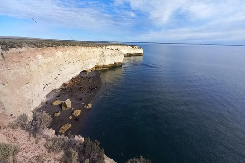 Puerto Madryn: Punta Loma Sea Lion Reserve Tour with Pickup