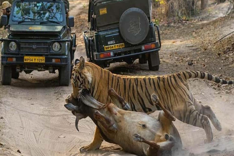 Ranthambore: core zone-1 to 5 Gypsy Tiger Safari with Lunch Ranthambore:core zone 1 to 5 canter jungle safari with lunch