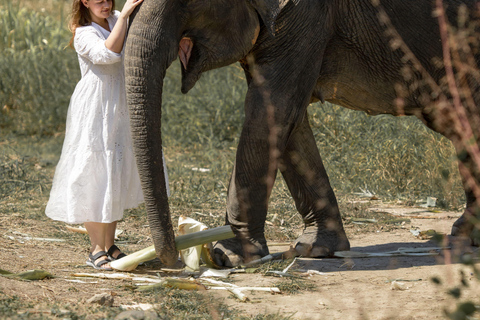 Phuket : Visite à pied du parc des éléphants de Bukit et nourrissage