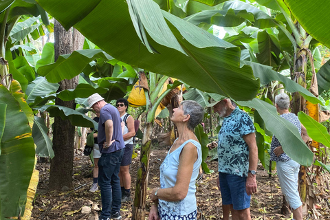 Santiago: Visit the largest banana and coconut plantation & botanical garden From the Beach: Visit a Banana and Coconut Plantation & Botanical Garden with Tastings