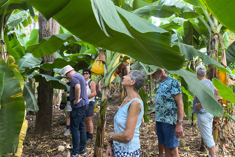 Santiago: Visit the largest banana and coconut plantation & botanical garden From the Beach: Visit a Banana and Coconut Plantation & Botanical Garden with Tastings