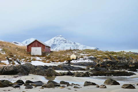 Von Tromsø aus: Arktische Tierwelt & Fjord-Sightseeing-Tour mit dem AutoVon Tromsø aus: Arktische Fjord- und Wildtier-Tour mit dem Auto