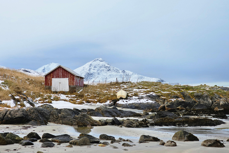 Da Tromsø: Tour panoramico dei fiordi e della fauna artica in auto