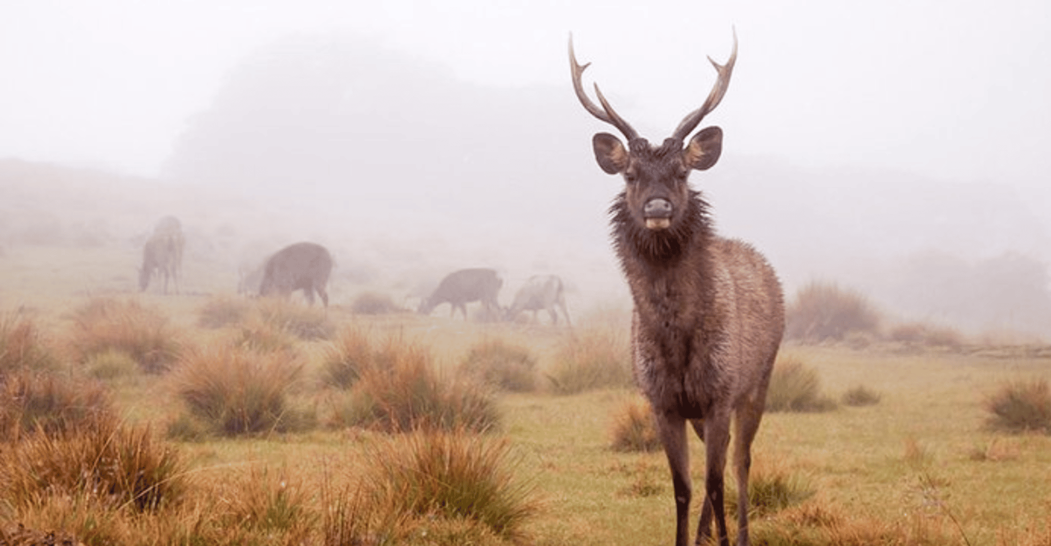 Comprehensive Excursion, Horton Plains and Pedro Tea Factory - Housity