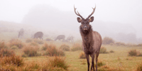 Comprehensive Excursion, Horton Plains and Pedro Tea Factory - Housity