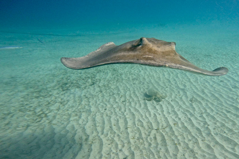 Barbados: Small-Group Catamaran Cruise with Snorkeling