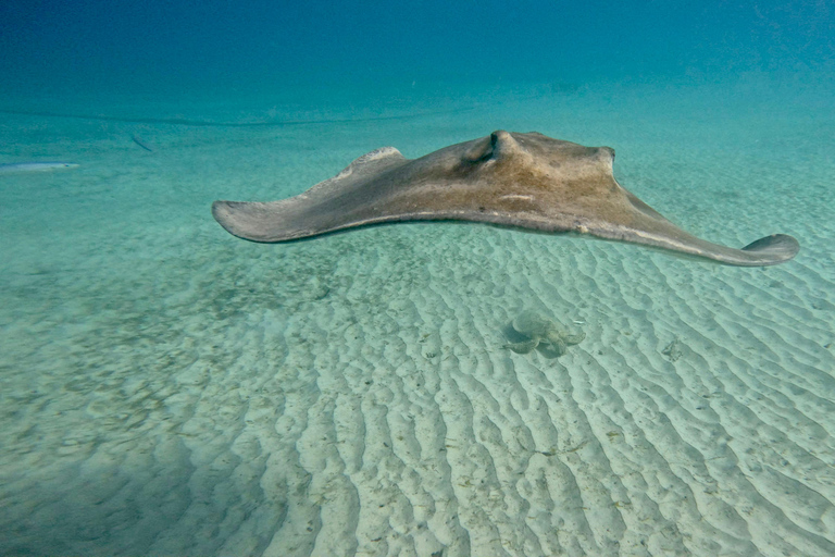 Barbados: Small-Group Catamaran Cruise with Snorkeling