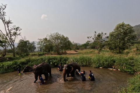 Visita de meio dia ao programa CHIANGMAI ELEPHANT CARE (das 8h às 13h)