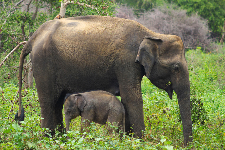 Sigiriya: Ethical Hurulu Elephant Safari With Guide Ethical Elephant Safari Without Entrance Ticket