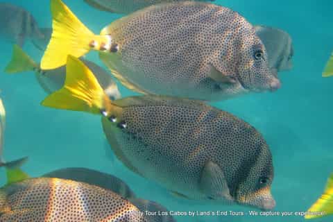 Los Cabos: Day Tour with Tequila and Chocolate Tasting