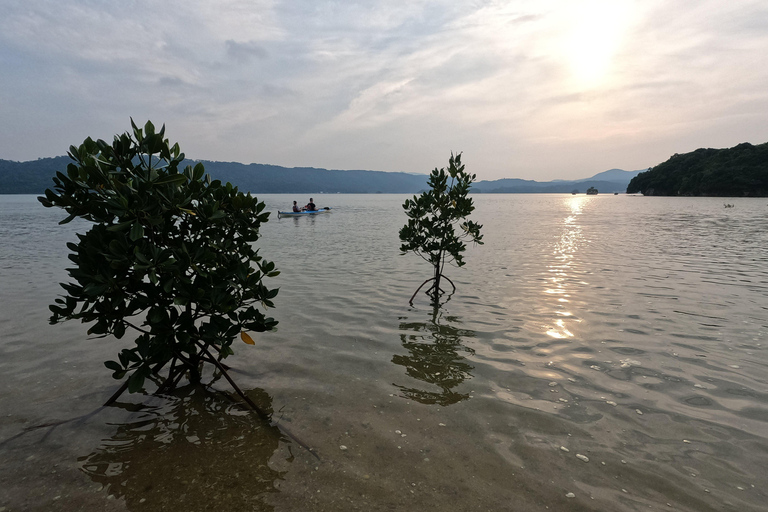 Okinawa: Private Kayak Mangrove or Reef with Native EnglishOkinawa: Private Kayak Tour with English-Speaking Guide