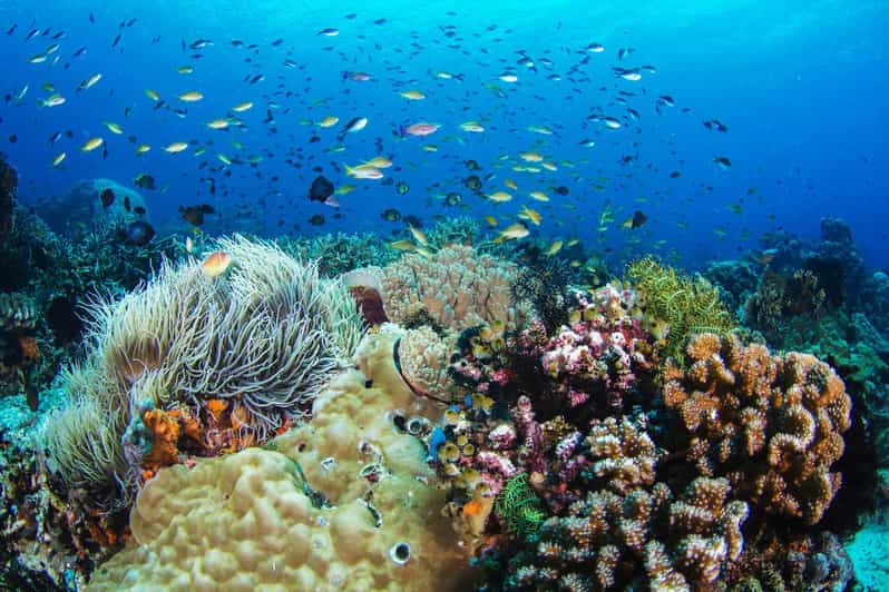 Dumaguete: Excursión de Snorkel y Senderismo por la Isla de Apo