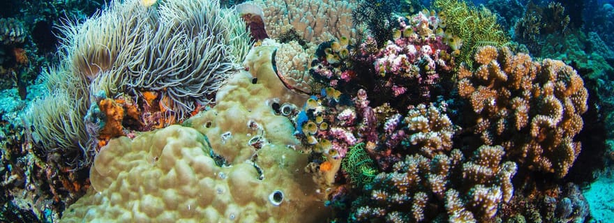 Dumaguete : Randonnée et plongée en apnée sur l'île d'Apo