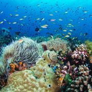 Dumaguete: Apo Island Snorkeling and Hiking Joiners Tour Dumaguete: Apo Island Snorkeling and Hiking Joiners Tour
