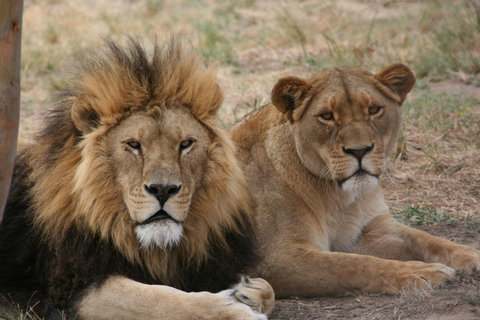 EEN DAG NAAR AMBOSELI NATIONAAL PARK