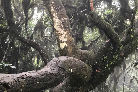 Da Nairobi: Avventura a piedi sulle colline di Ngong