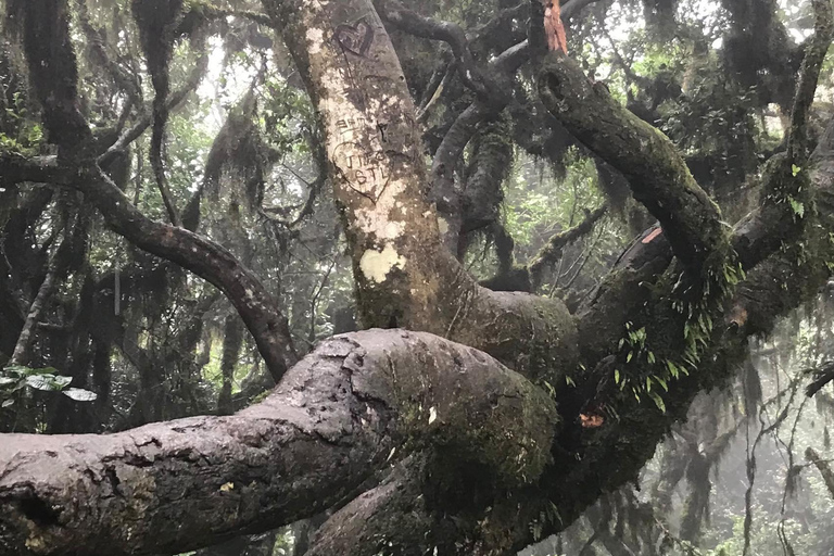 Da Nairobi: Avventura a piedi sulle colline di Ngong