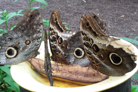 Quito: Waterfall, Hummingbirds, Butterfly Tour, Equator line