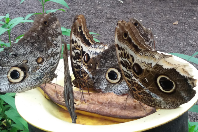 Quito: Waterfall, Hummingbirds, Butterfly Tour, Equator line