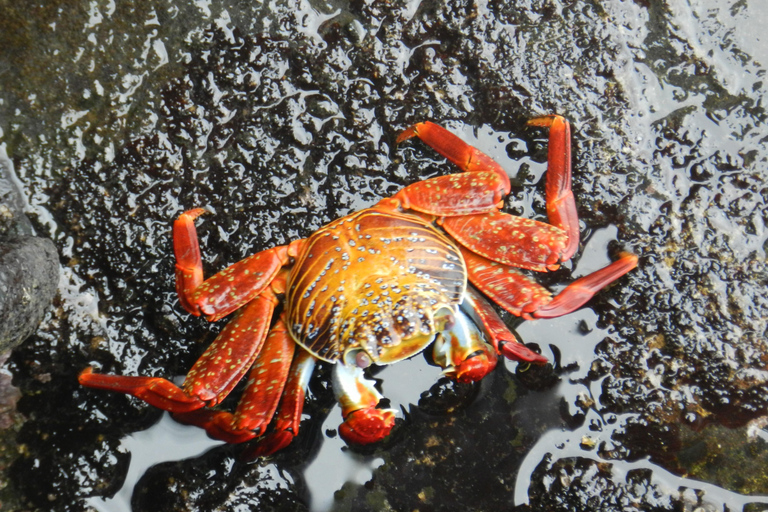 Galapagos Islands - Santa Cruz - 4 days all inclusive ENGLISH GUIDE Santa Cruz - 4 days all inclusive GALAPAGOS ISLANDS