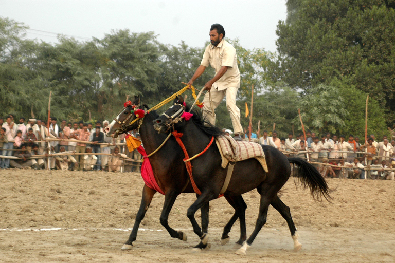 Von Delhi aus: Private Chambal River SafariTransport und Guide Service