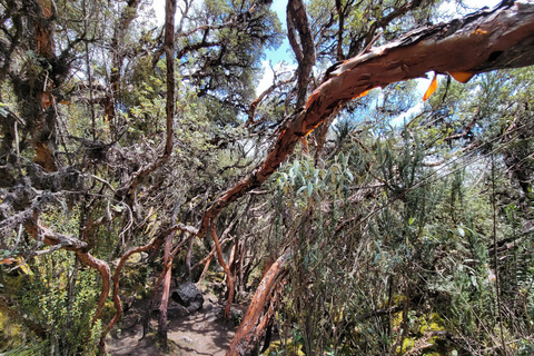 Explore Cuenca in 2-Day Tour including Cajas and Ingapirca Shared Tour