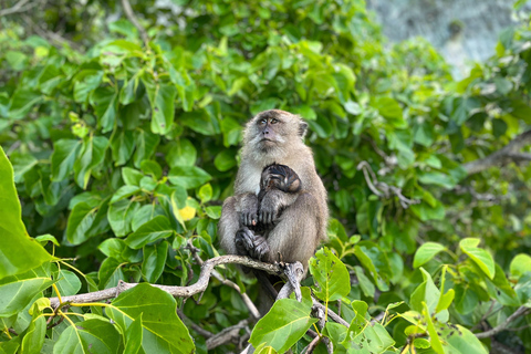 From Khao Lak: Phi Phi, Maya bay & Khai island Day Trip