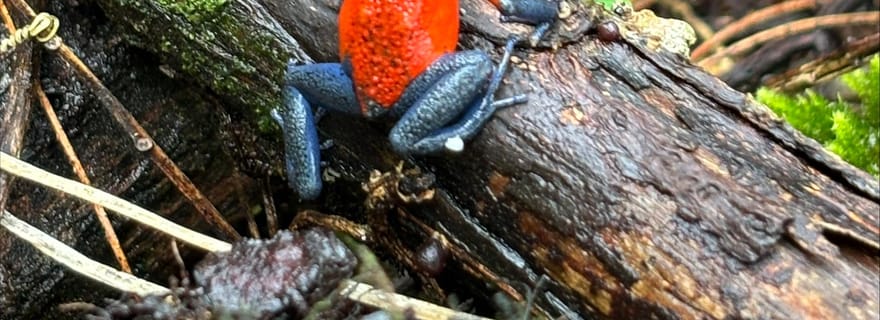 Bijagua : excursion en kayak et sentiers dans la forêt tropicale