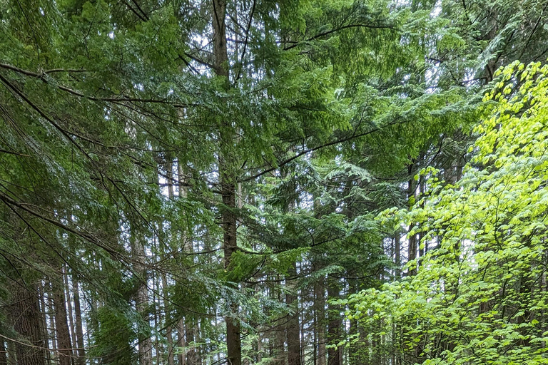 Lynn Canyon, Hängebrücke &amp; Grouse Mount Private TourVancouver: Suspension Bridges &amp; Grouse Mountain Private Tour