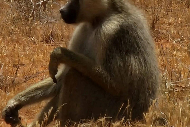 Mombasa/Diani: 2-Day Tsavo East Safari with Meals Private day tour to Tsavo East National Park - VAN