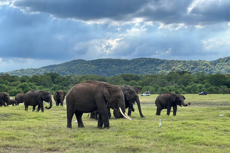 Minneriya : Safari privé en jeep dans le parc national de Minneriya