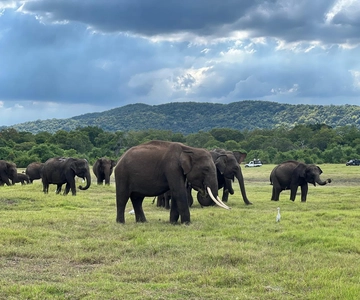 Kaudulla National Park halve dag jeepsafari met ophaalservice vanaf je hotel